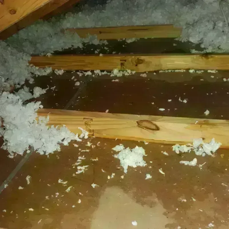 Attic Water Damage in Lake Secession, SC