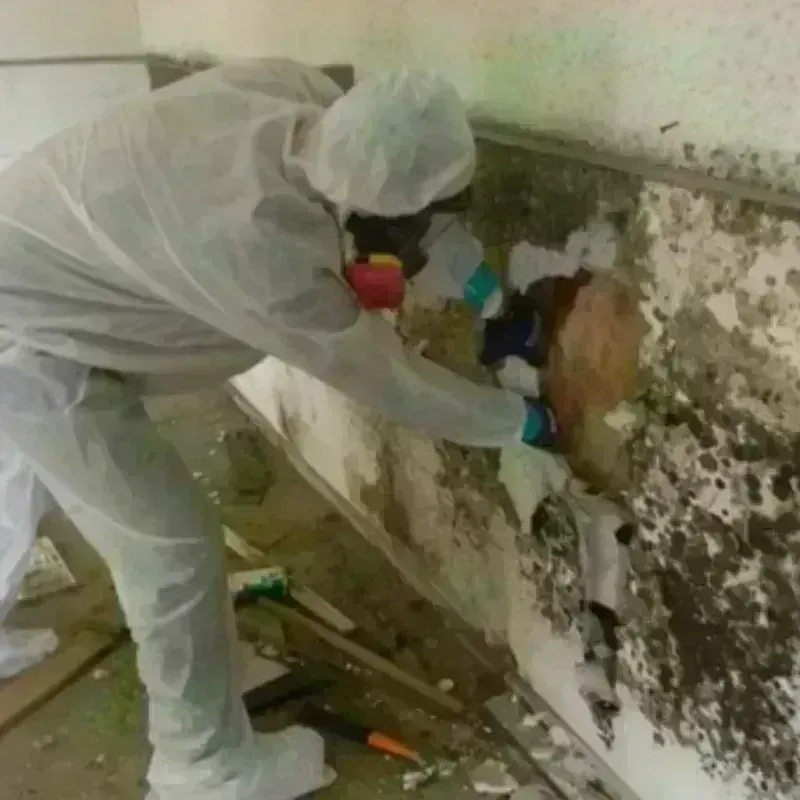 Mold Remediation and Removal in Lake Secession, SC